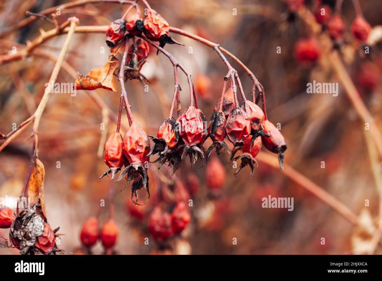 Closeup of rose hip fully covered with aged red berries on blurred background. Healthy plant for making tee and treatment. Observing nature while Stock Photo