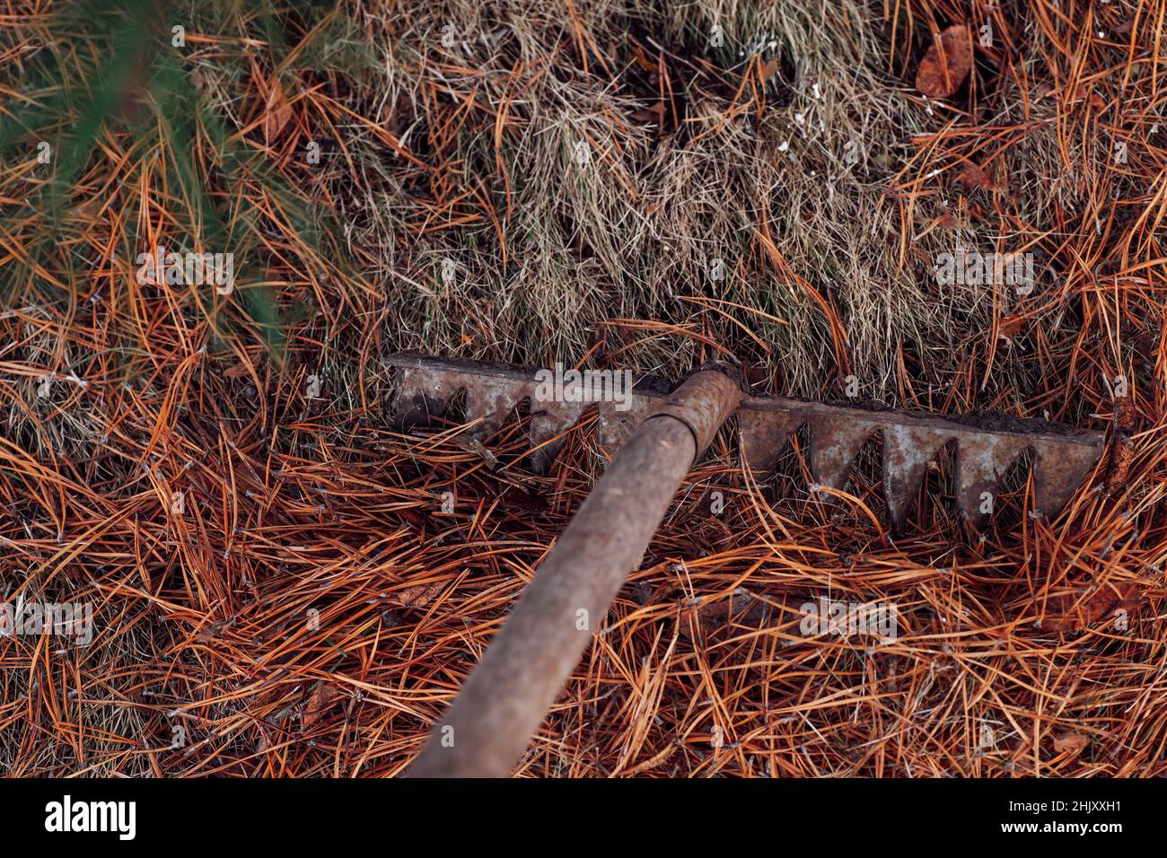 Closeup of process of raking dry pine needles with help of old rake