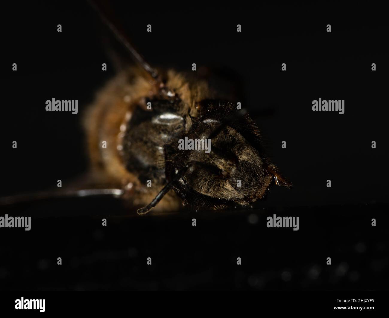 Indian honey bees hi-res stock photography and images - Alamy
