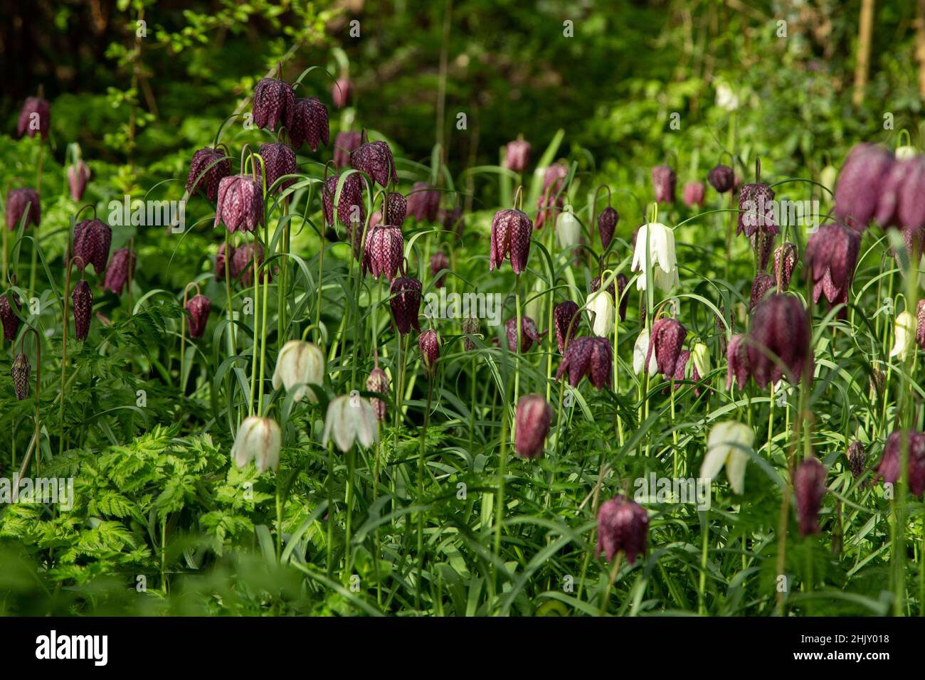 Flowering Snake's Head Fritillary or Fritillaria meleagris in a long grassed meadow area of a cottage garden Stock Photo