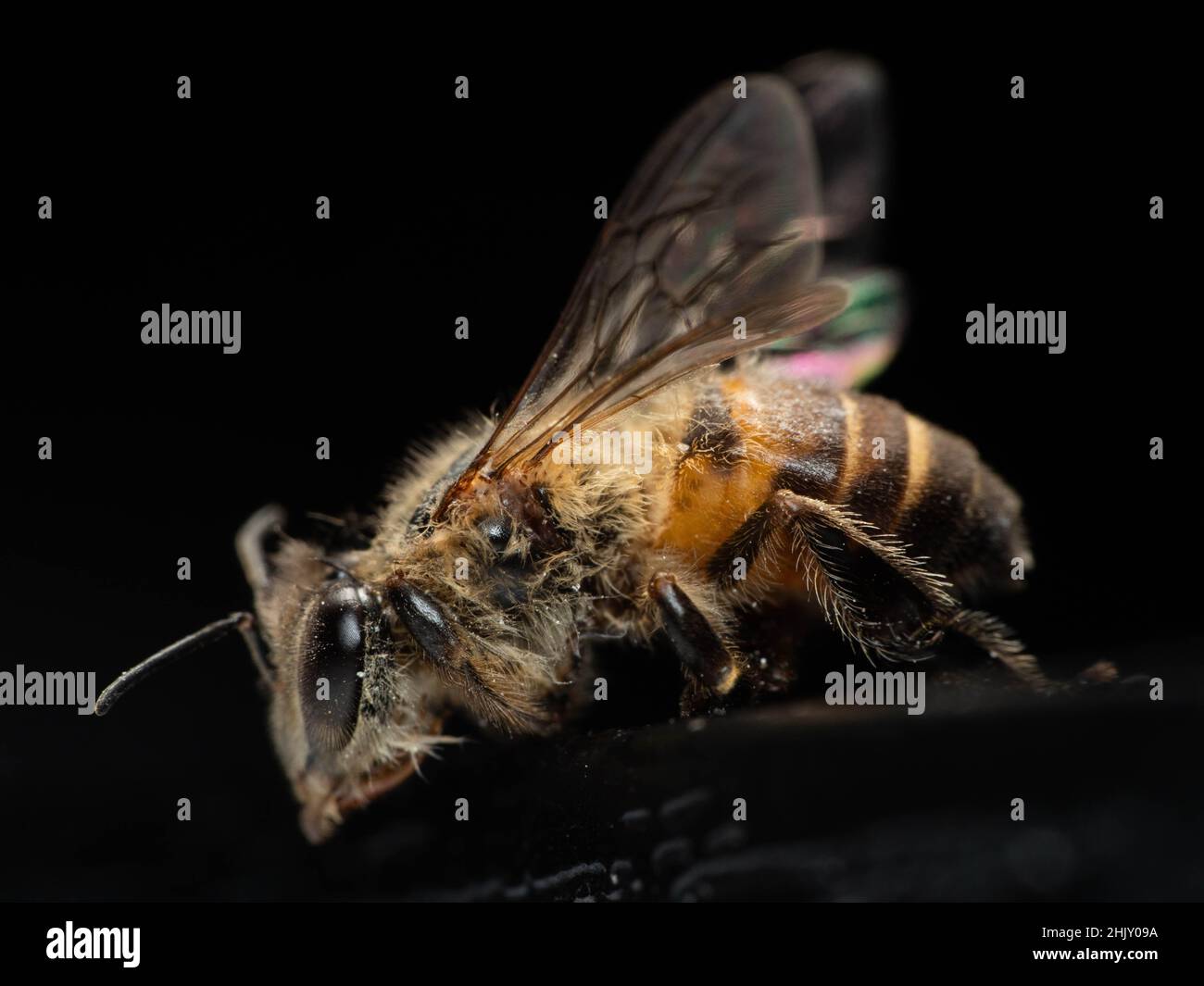 Indian honey bees hi-res stock photography and images - Alamy