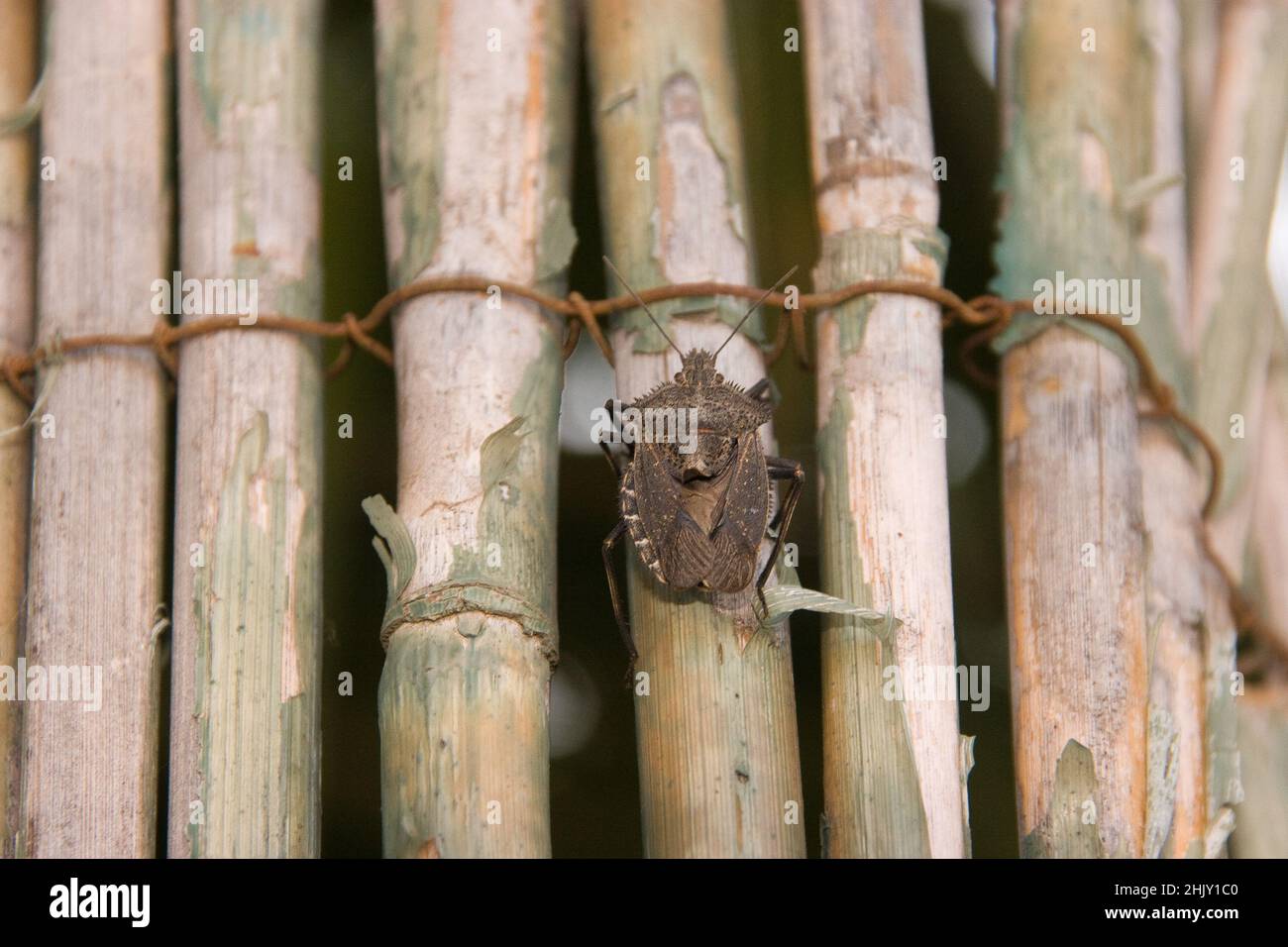 beetle on bamboo Stock Photo - Alamy