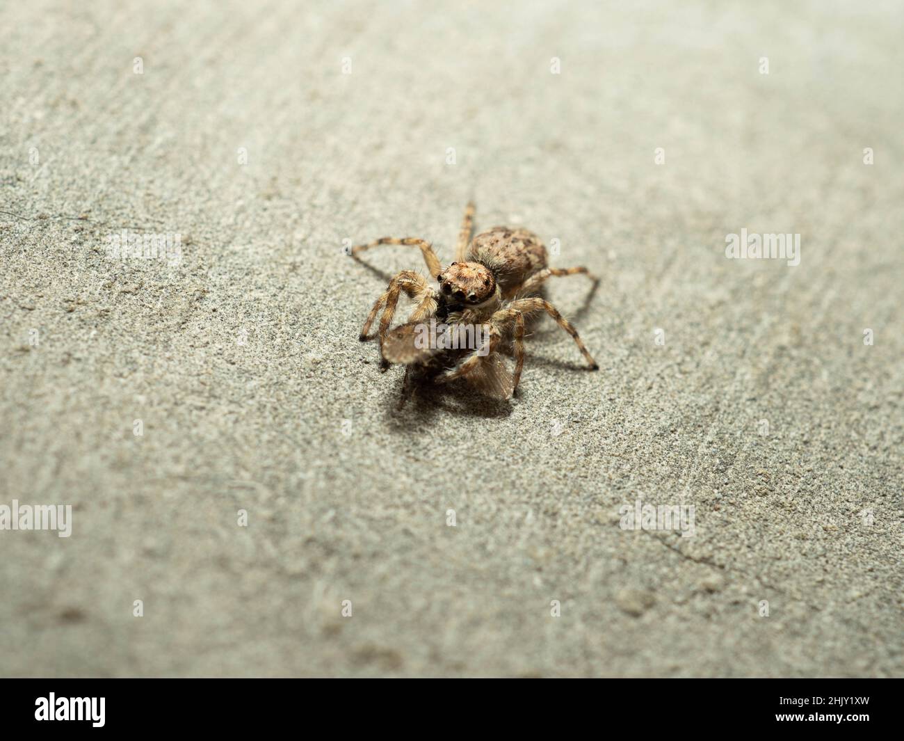 Close up shoot of a jumping spider that eating a little moth Stock