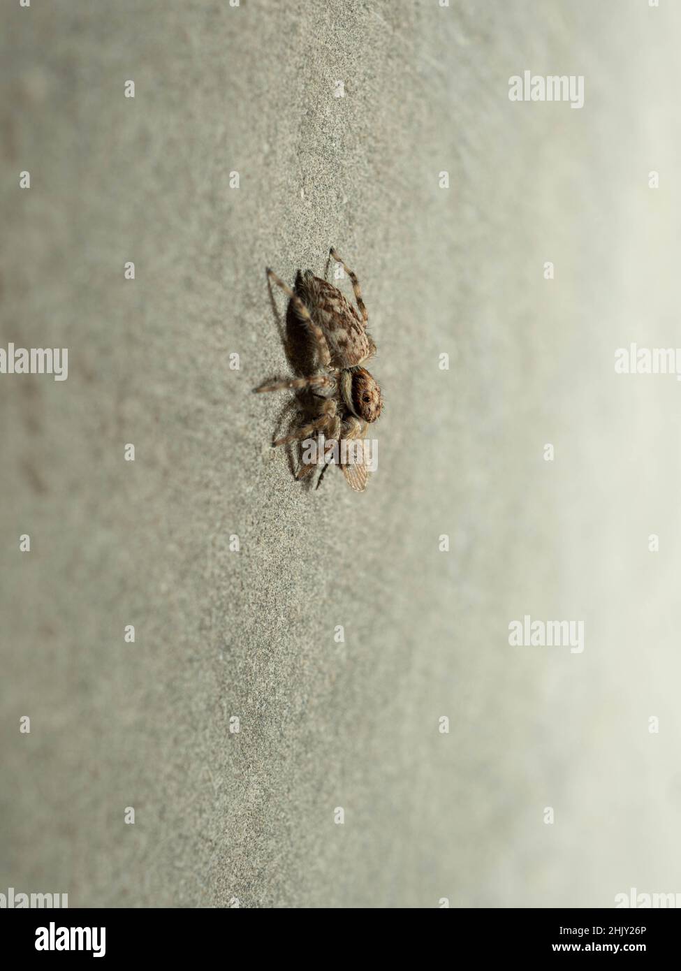Close up shoot of a jumping spider that eating a little moth Stock
