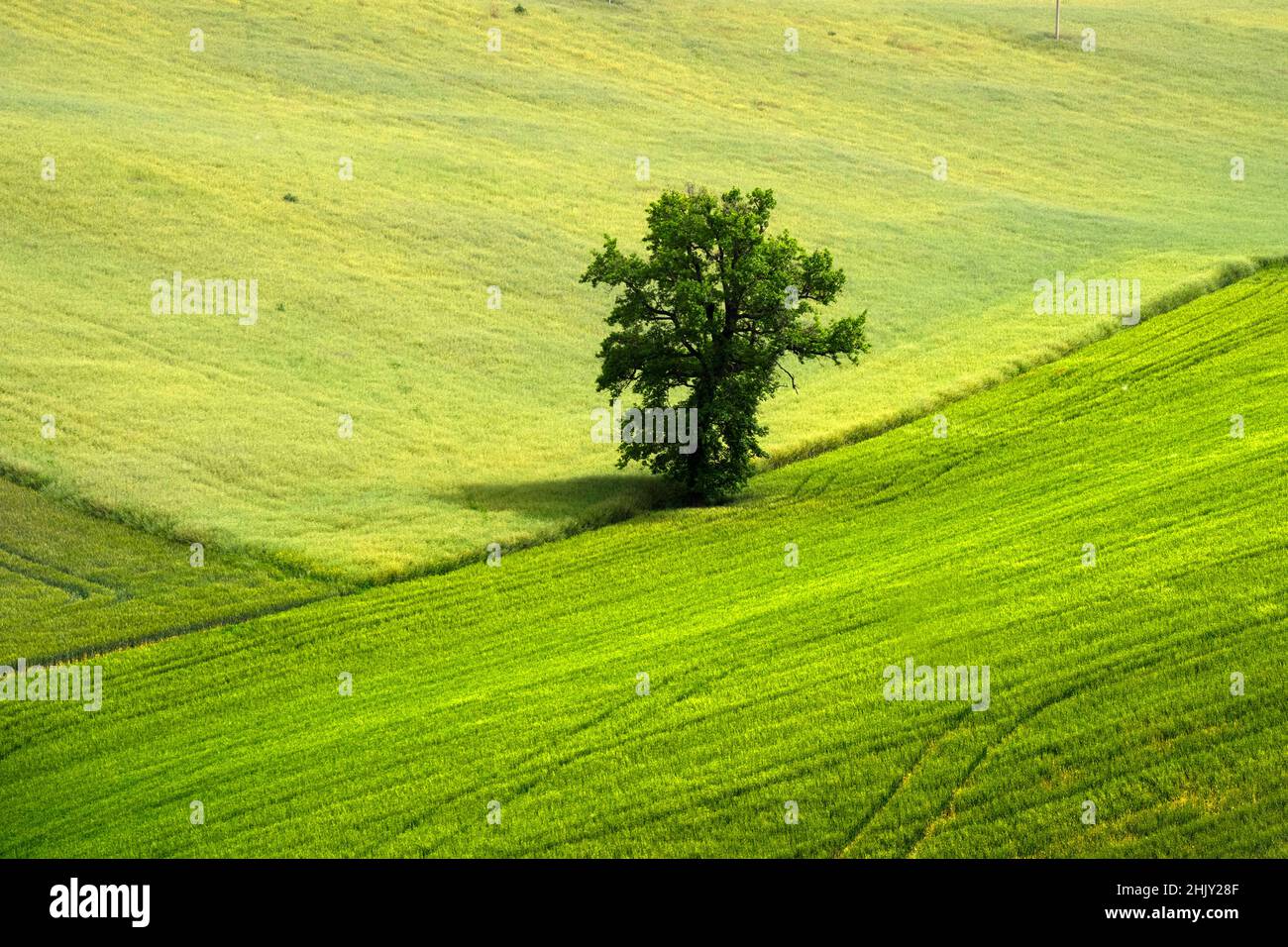 Country landscape, Tree, Corridonia, Marche, Italy, Europe Stock Photo