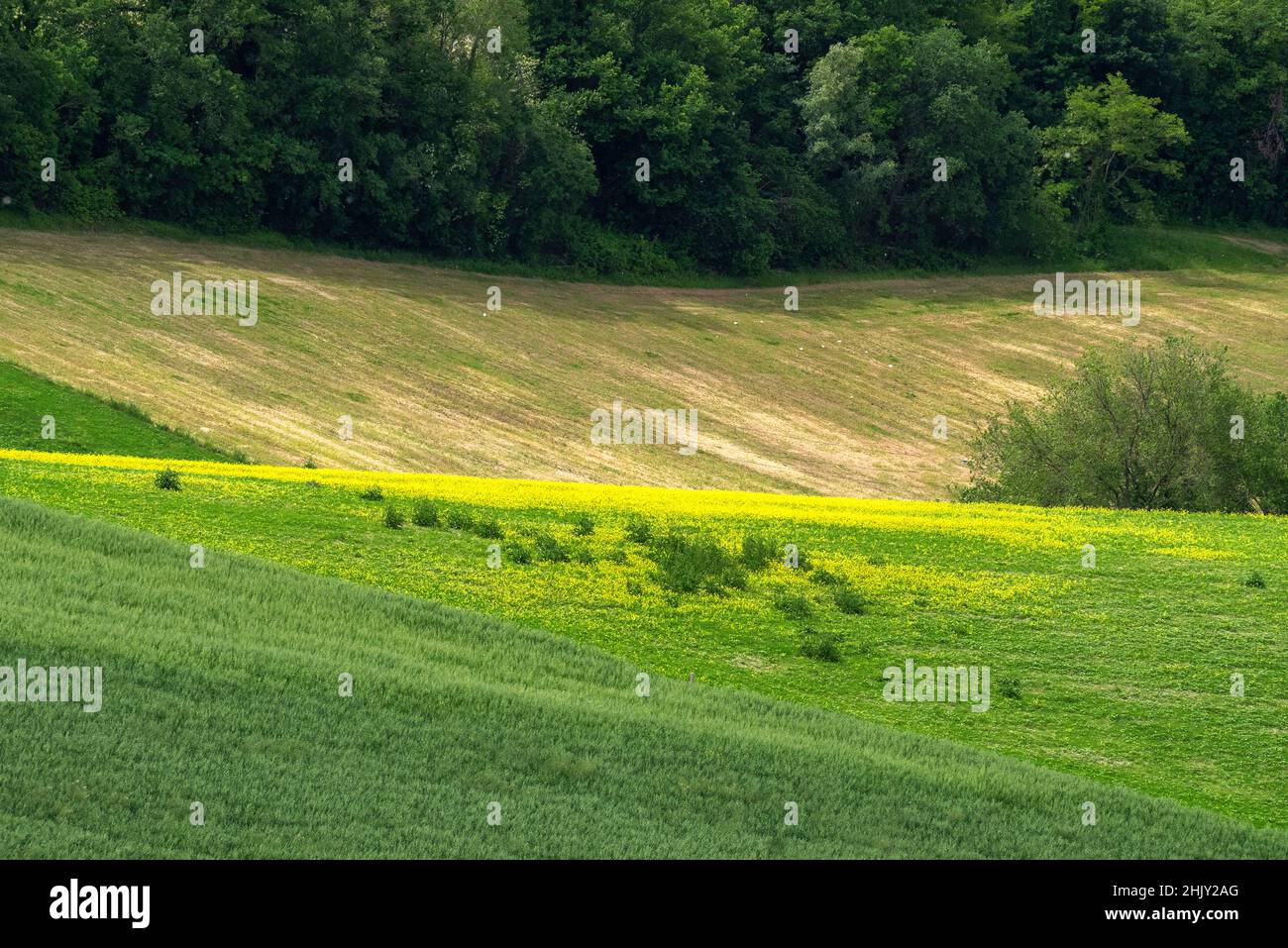 Country landscape, Corridonia, Marche, Italy, Europe Stock Photo