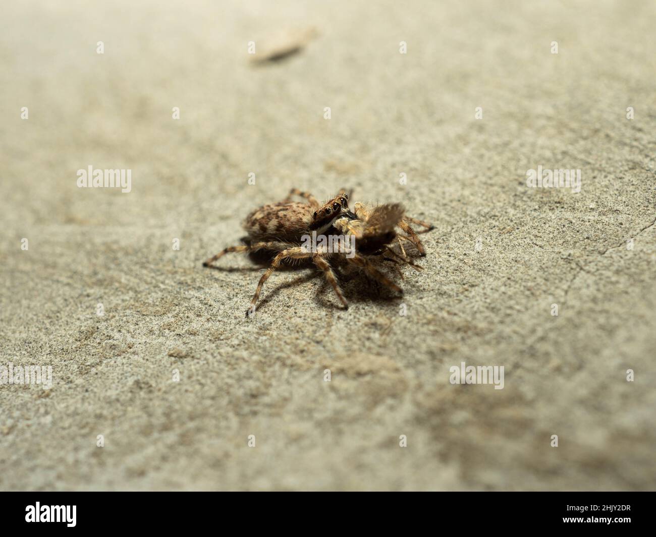 Close up shoot of a jumping spider that eating a little moth Stock