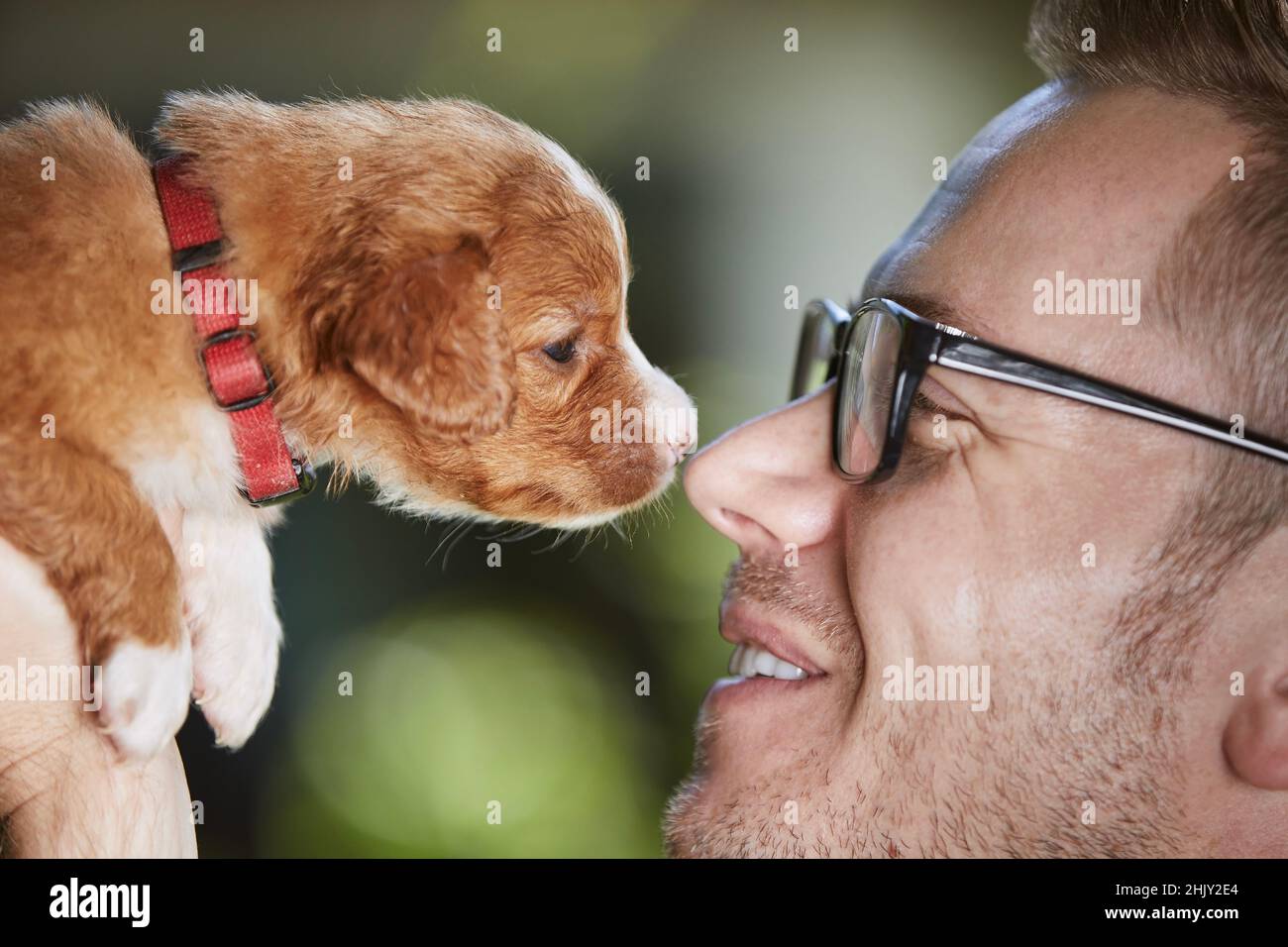 Pet owner holding new dog. Happy man with puppy of Nova Scotia Duck Tolling Retriever. Stock Photo