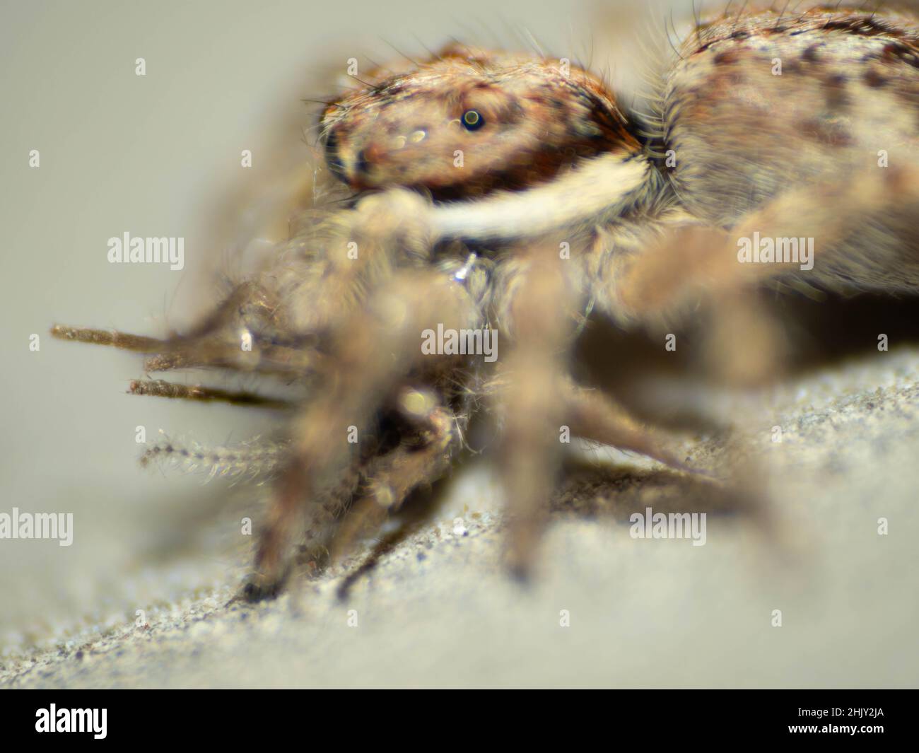 Close up shoot of a jumping spider that eating a little moth Stock