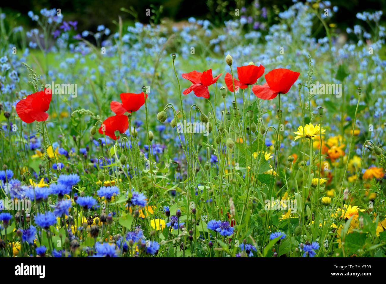 Colourful Mixed Native Wild Flowers in the Wild Flower Border at RHS