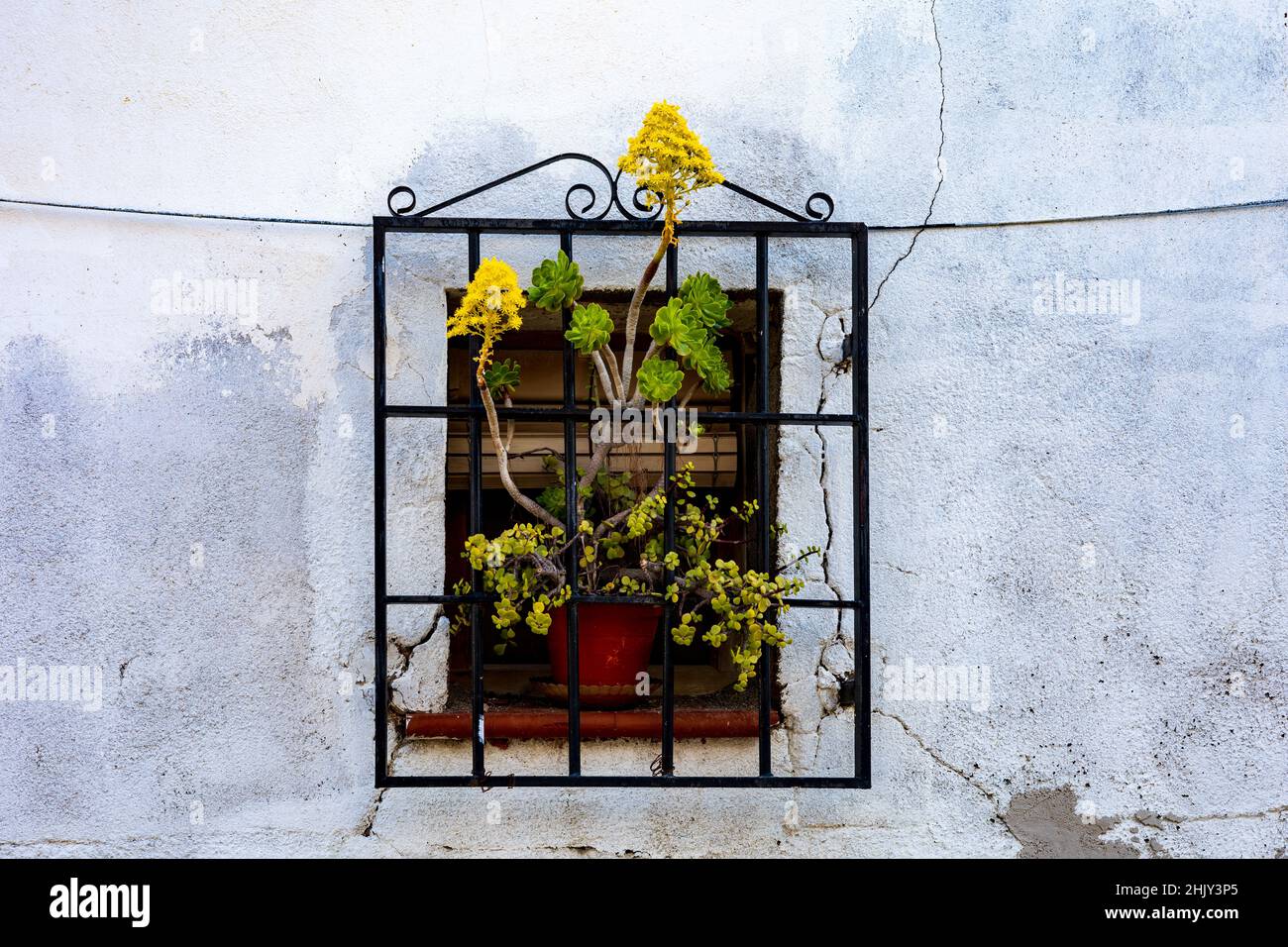 Aeonium arboreum Plant Poking Through a Ornate window grille Stock
