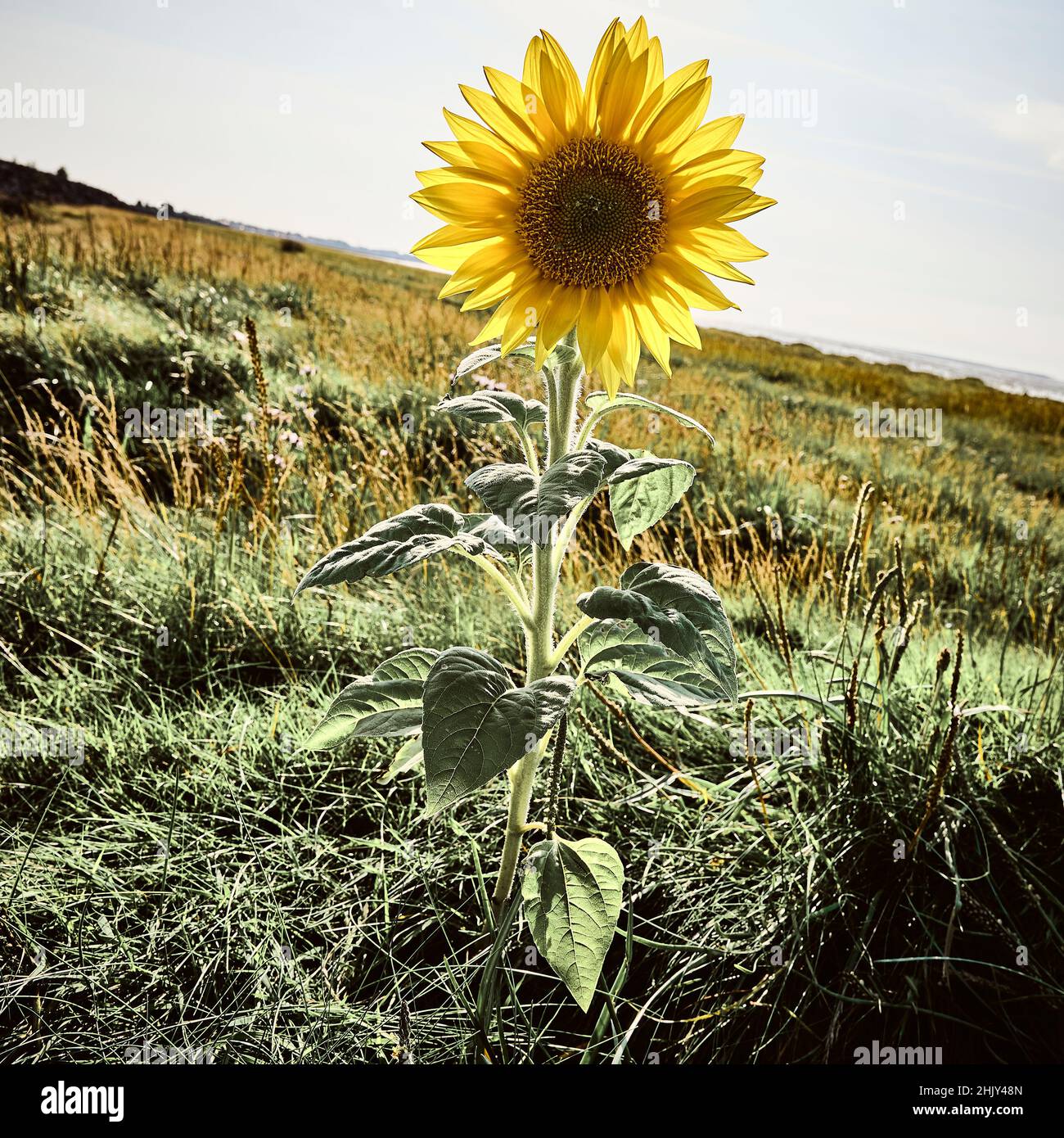 Sunflower growing on flat open ground Stock Photo Alamy