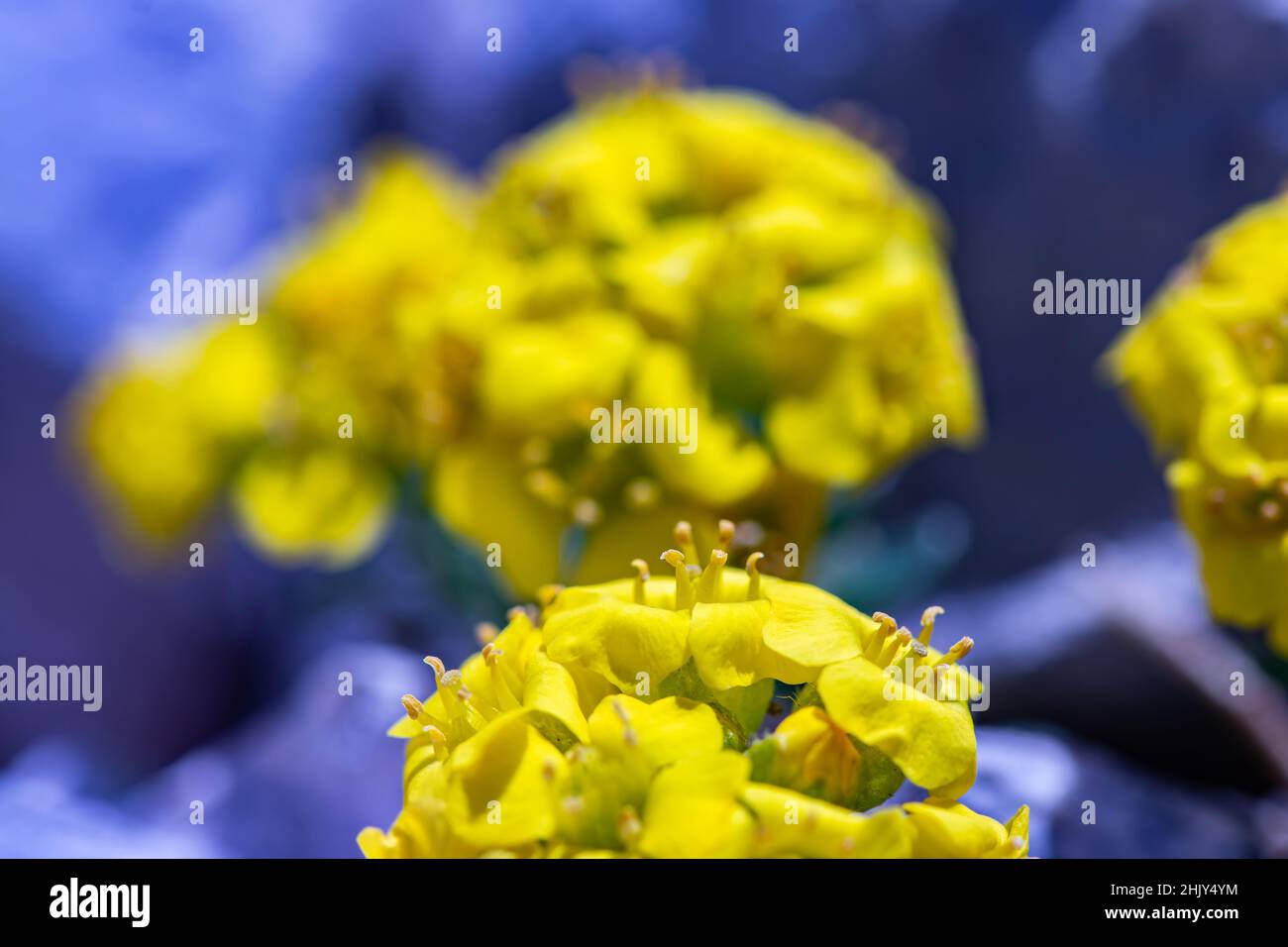 Alyssum ovirense flower in mountains, close up Stock Photo - Alamy