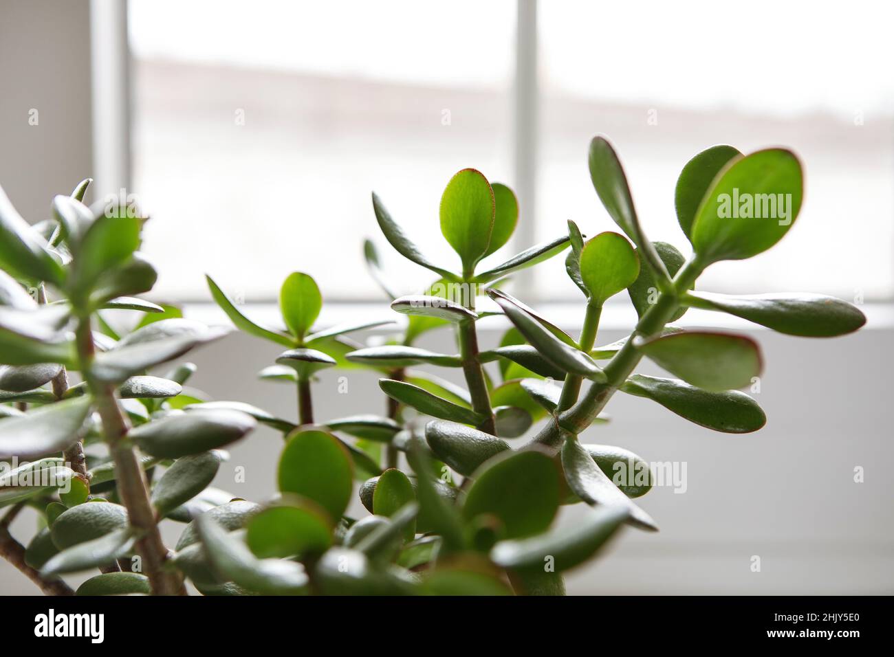 Crassula ovata, jade plant by the window close-up. House plant in pot on window sill. View on lush green leaves. Succulent in home garden. Stock Photo