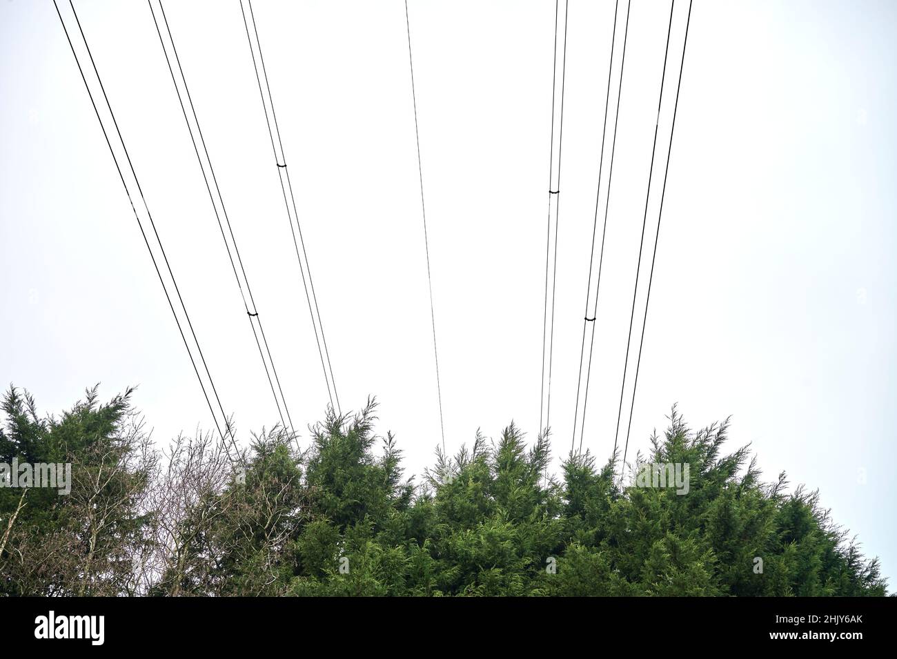Electricty power lines and tree tops against sky Stock Photo
