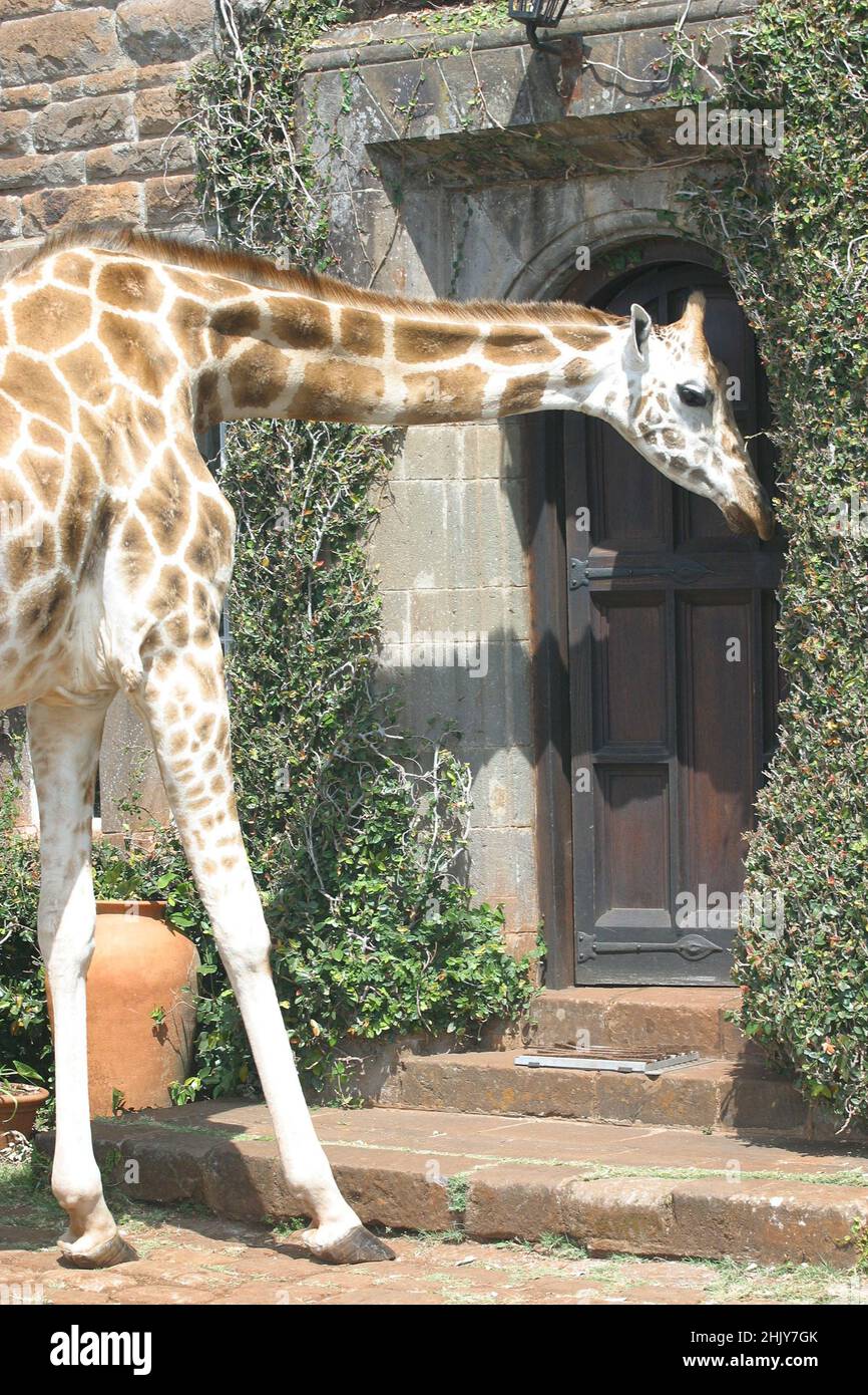 A LARGE ROTHSCHILD GIRAFFE GOES TO THE FRONT DOOR AT GIRAFFE MANOR. AT  THEIR MANOR HOUSE HOME IN NAIROBI, KENYA, THE ANDERSONS HAVE MORE THAN A  DOZEN WILD GIRAFFE, WHO COME TWICE