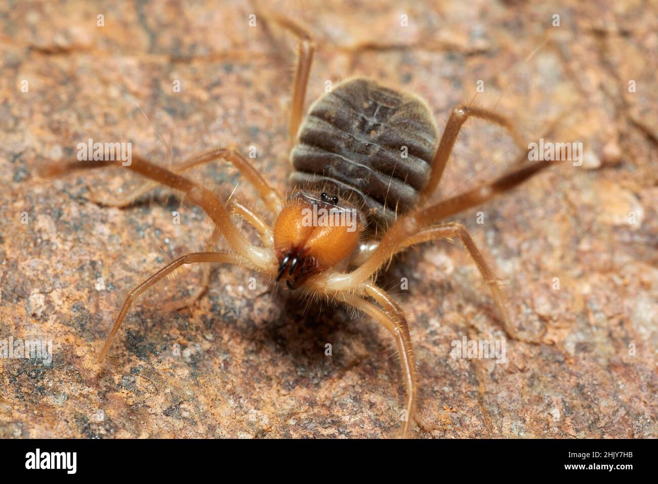 Solifuge or camel spider,  Panna, Madhya Pradesh, India Stock Photo