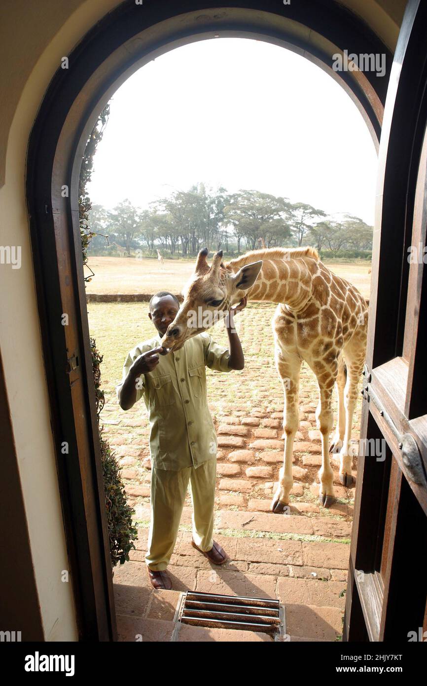 A STAFF MEMBER GREETED BY A  ROTHSCHILD GIRAFFE AT THE FRONT DOOR OF GIRAFFE MANOR.  AT THEIR MANOR HOUSE HOME IN NAIROBI, KENYA, THE ANDERSONS HAVE MORE THAN A DOZEN WILD GIRAFFE, WHO COME TWICE A DAY AND PUT THEIR HEADS THROUGH THE WINDOWS AND DOORS OF THE MANOR HOUSE TO HAVE THEIR FAVOURITE SNACK OF FRESH FRUIT. THE ROTHSCHILD GIRAFFES WERE REDUCED LESS THAN 150 WORLDWIDE BUT WITH THE HELP OF THE EFFORTS OF GIRAFFE MANOR, THE WORLD POPULATION HAS GROWN TO 350.  PICTURE: GARYROBERTSPHOTO.COM Stock Photo