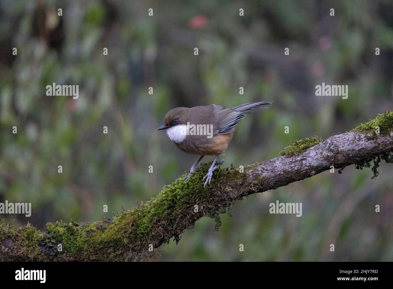 White-throated Laughingthrush, Pterorhinus albogularis, Uttarakhand, India Stock Photo