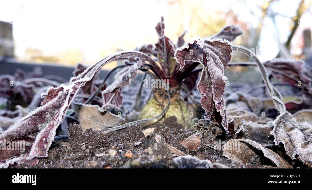 Rote Beete (Beta vulgaris subsp. vulgaris), auch Rote Beete oder Rote ...