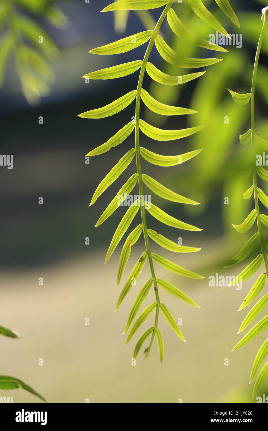 Leaves of Schinus molle, also known as American pepper, false pepper