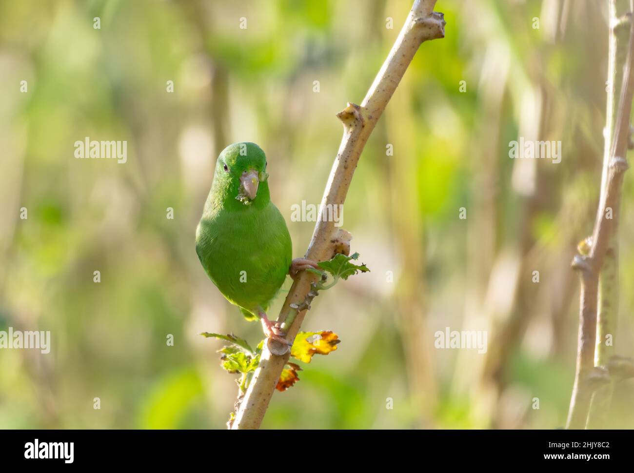 Green-rumped Parrotlet, Forpus passerinus, foraging and perching in an okra plant in a farmland field. Stock Photo