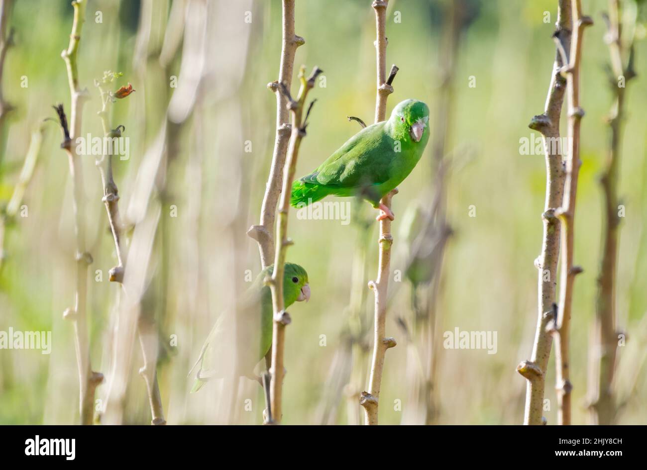 A pair of Green-rumped Parrotlets, Forpus passerinus, eating okra and foraging in an agricultural field in the Caribbean. Stock Photo