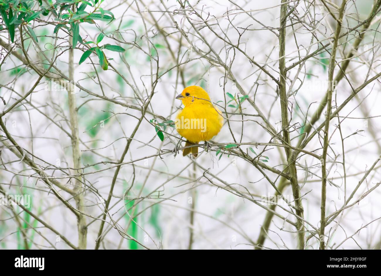 Small Saffron Finch bird, Sicalis flaveola, perching in dry branches with a few green leaves. Stock Photo