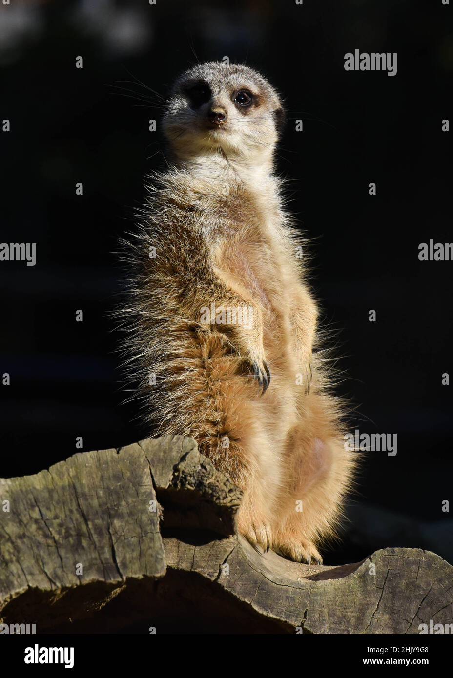 A meerkat stands on a log. Isolated in black. Stock Photo