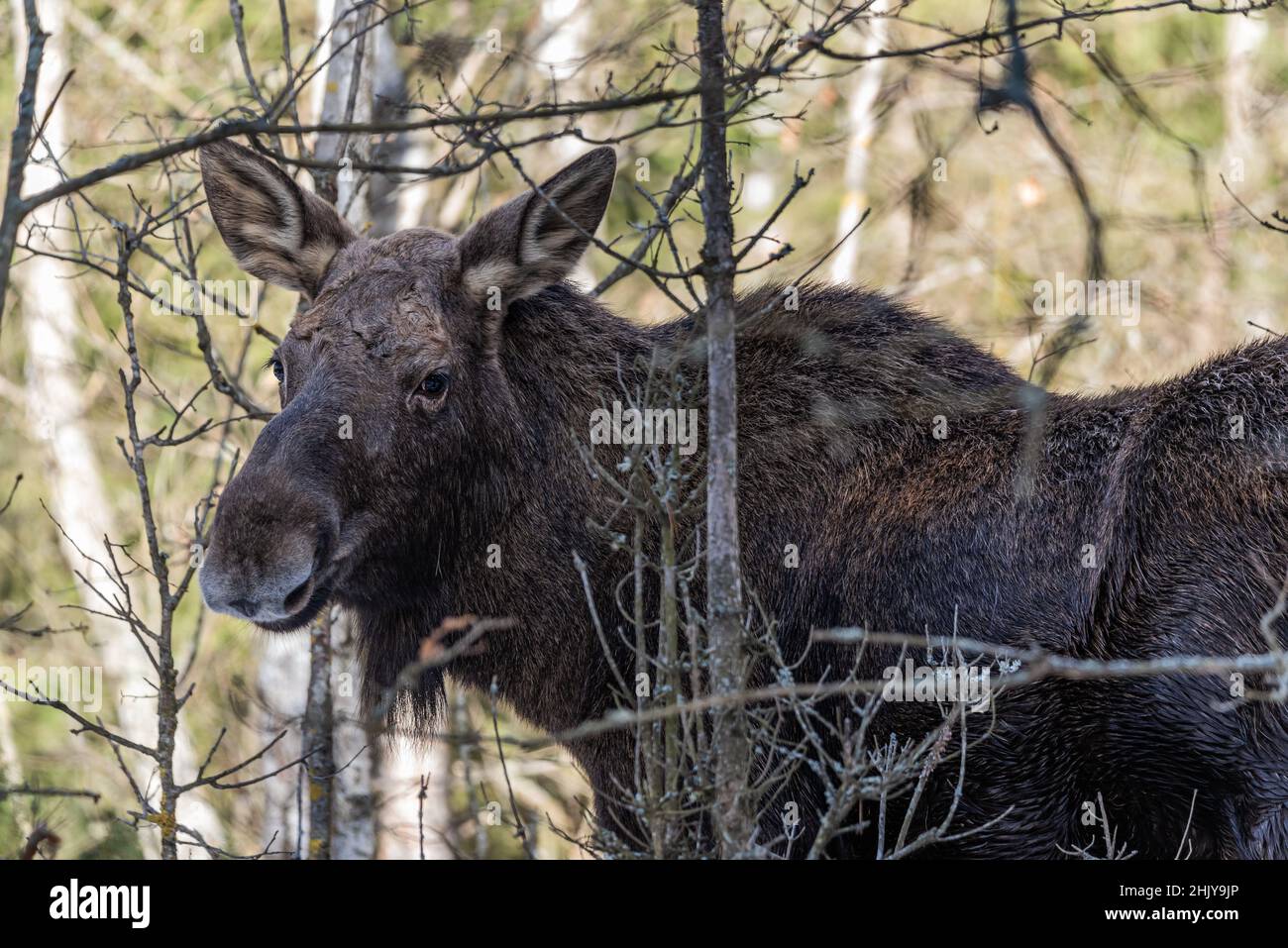 A close-up of a moose living in the wild in Polish forests, a male ...