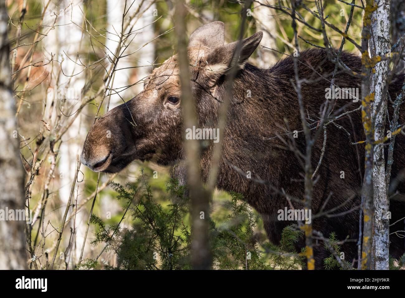 A close-up of a moose living in the wild in Polish forests, a male moose without antlers Stock Photo