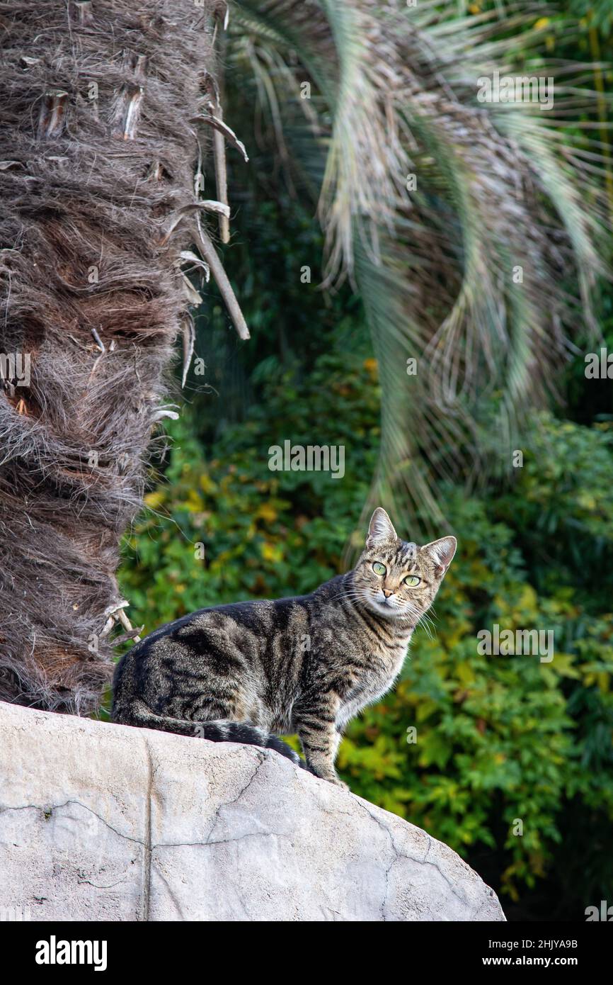 palm tree cats
