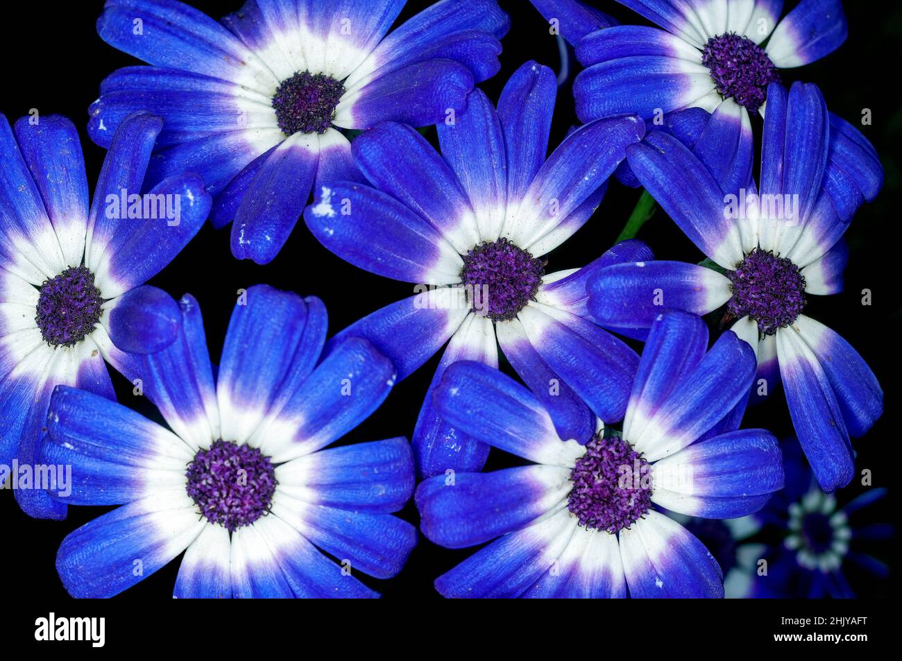 Bunch of blue flowers on a plant Stock Photo Alamy