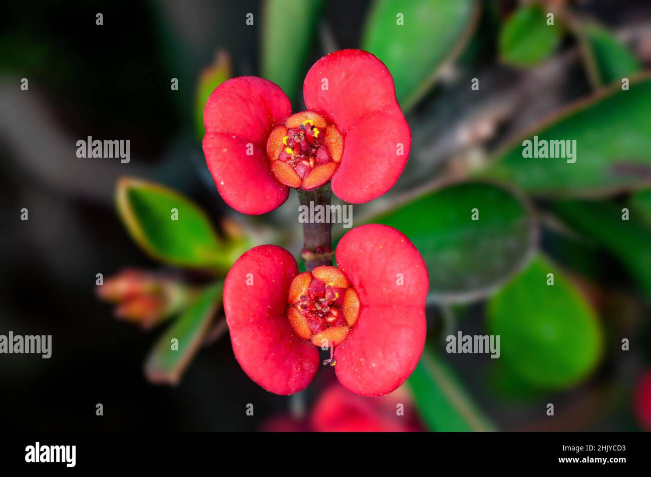 Couple of pink flowers on a plant Stock Photo - Alamy
