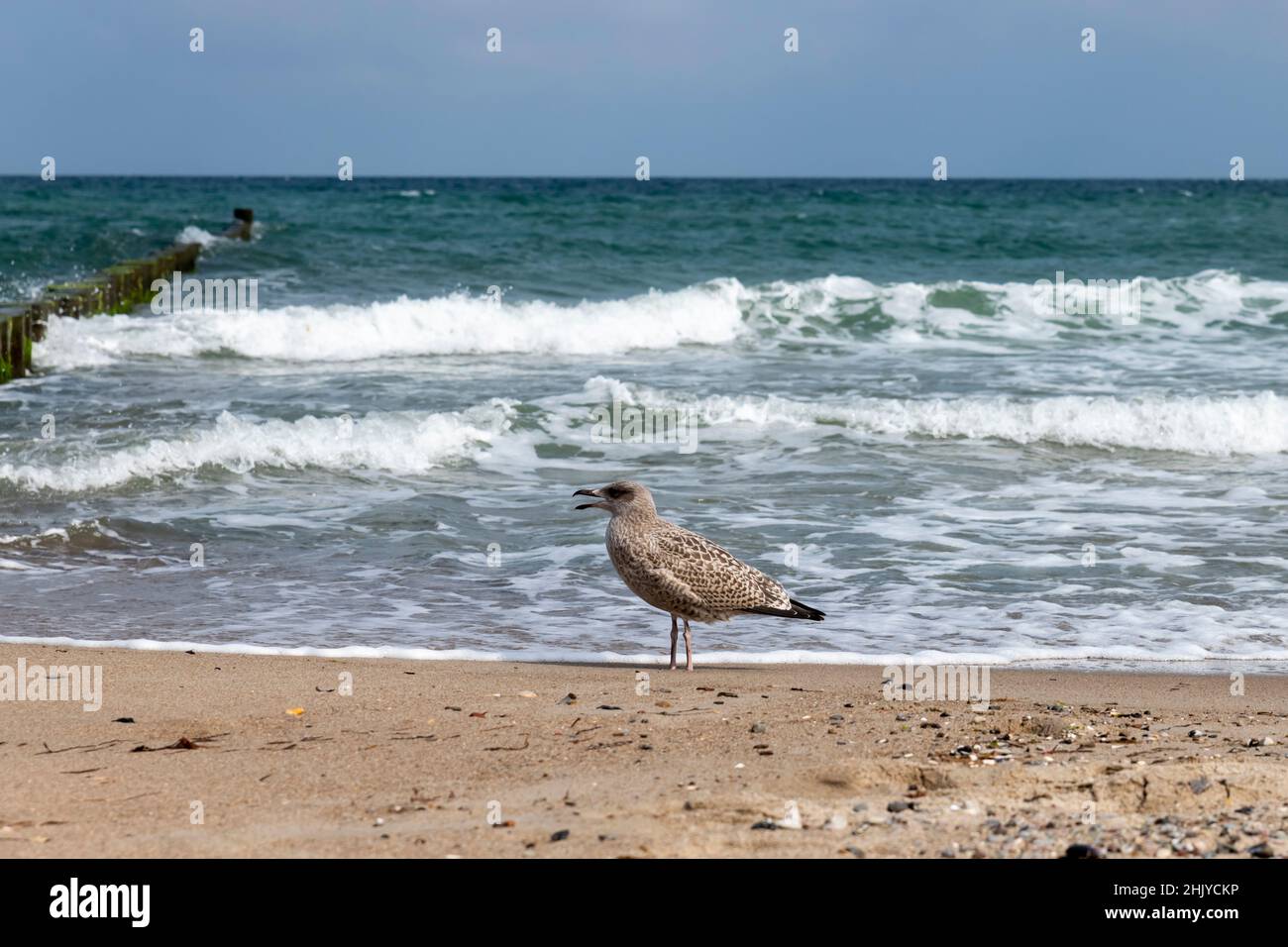 Brown Herring Gull stands screaming on a wooden pole on the sandy beach of the Baltic Sea Stock Photo