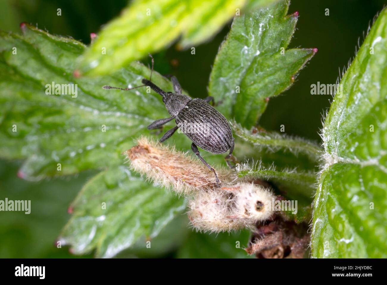 Close up of a grey striped weevil ( Curculionidae ) on leaf. Stock Photo