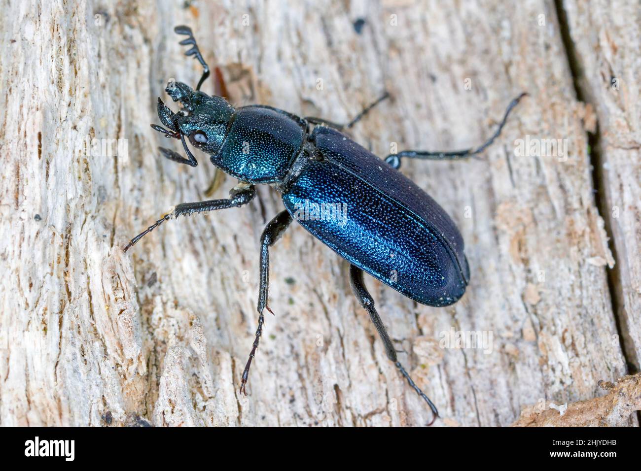 Stag beetle (Lucanidae) - Platycerus caraboides. Stock Photo