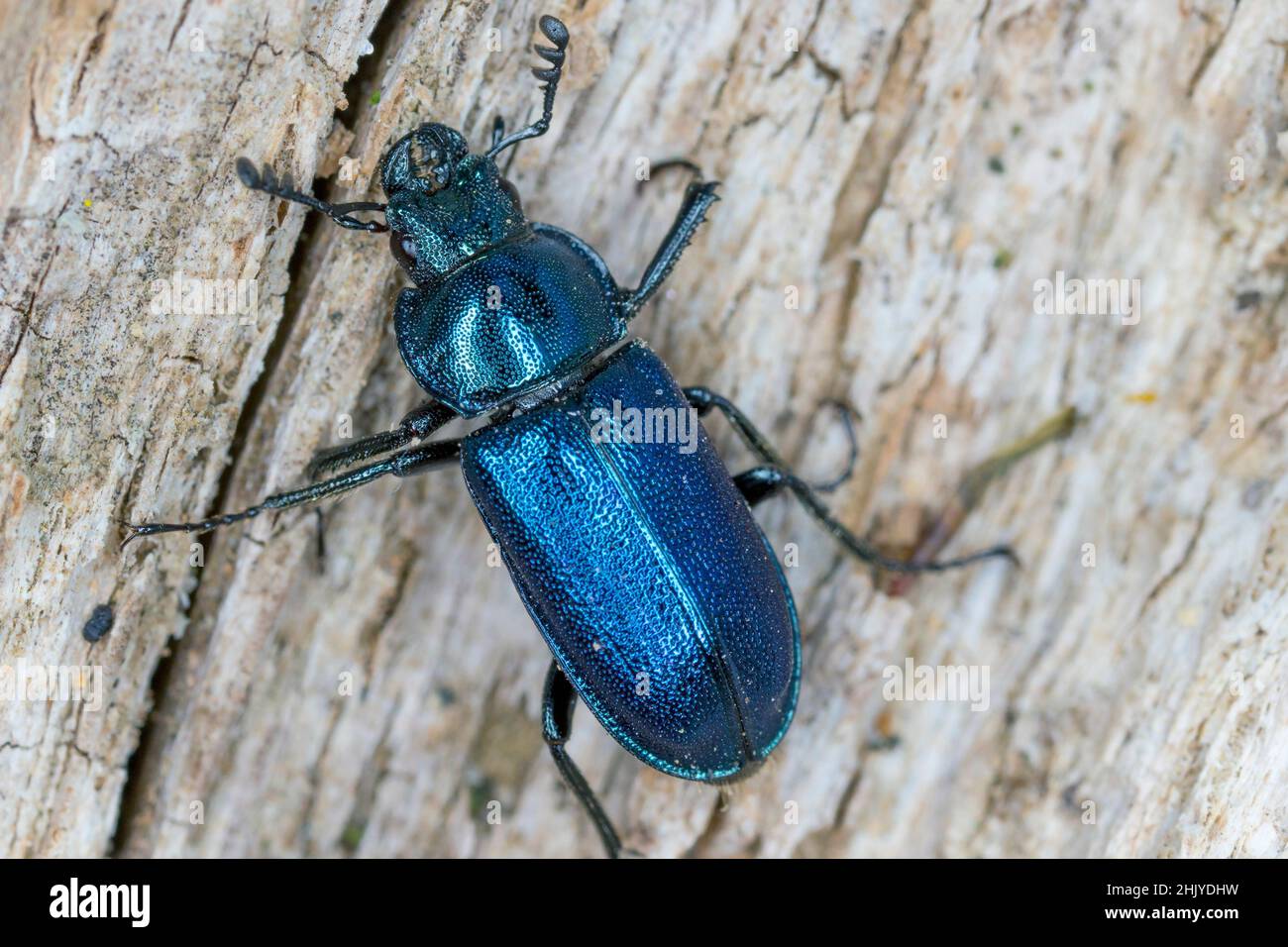 Stag beetle (Lucanidae) - Platycerus caraboides. Stock Photo