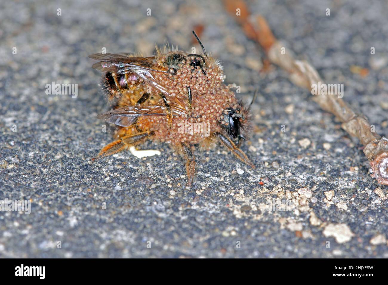 Osmia bicornis (Osmia rufa) is a species of mason bee, and is known as the red mason bee. Insects covered parasitic mites - Chaetodactylus krombeini. Stock Photo