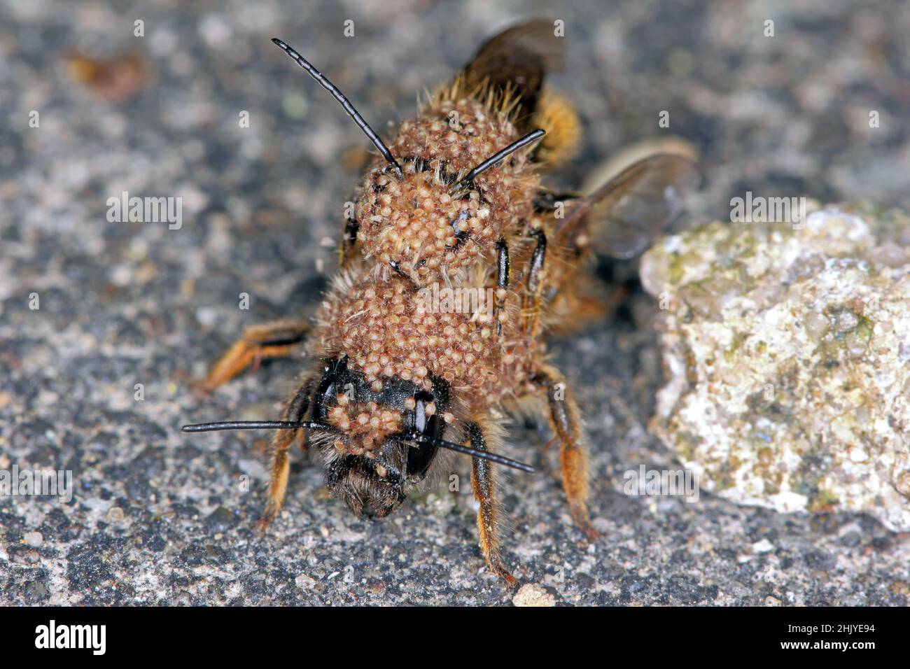 Osmia bicornis (Osmia rufa) is a species of mason bee, and is known as the red mason bee. Insects covered parasitic mites - Chaetodactylus krombeini. Stock Photo