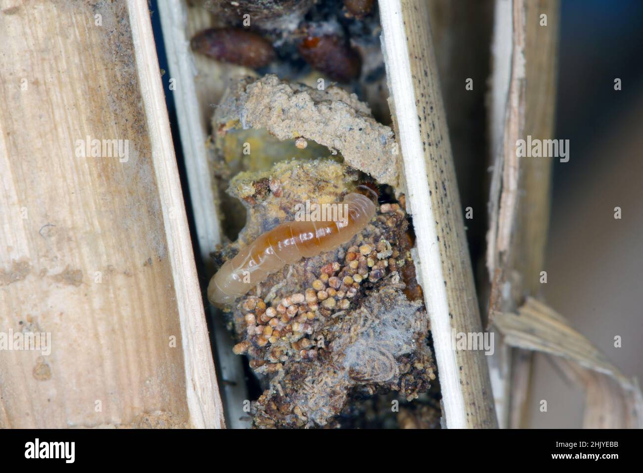 Caterpillar Nemapogon granella (European grain worm or European grain moth) in breeding Osmia bicornis, synonym Osmia rufa, is a species of mason bee. Stock Photo