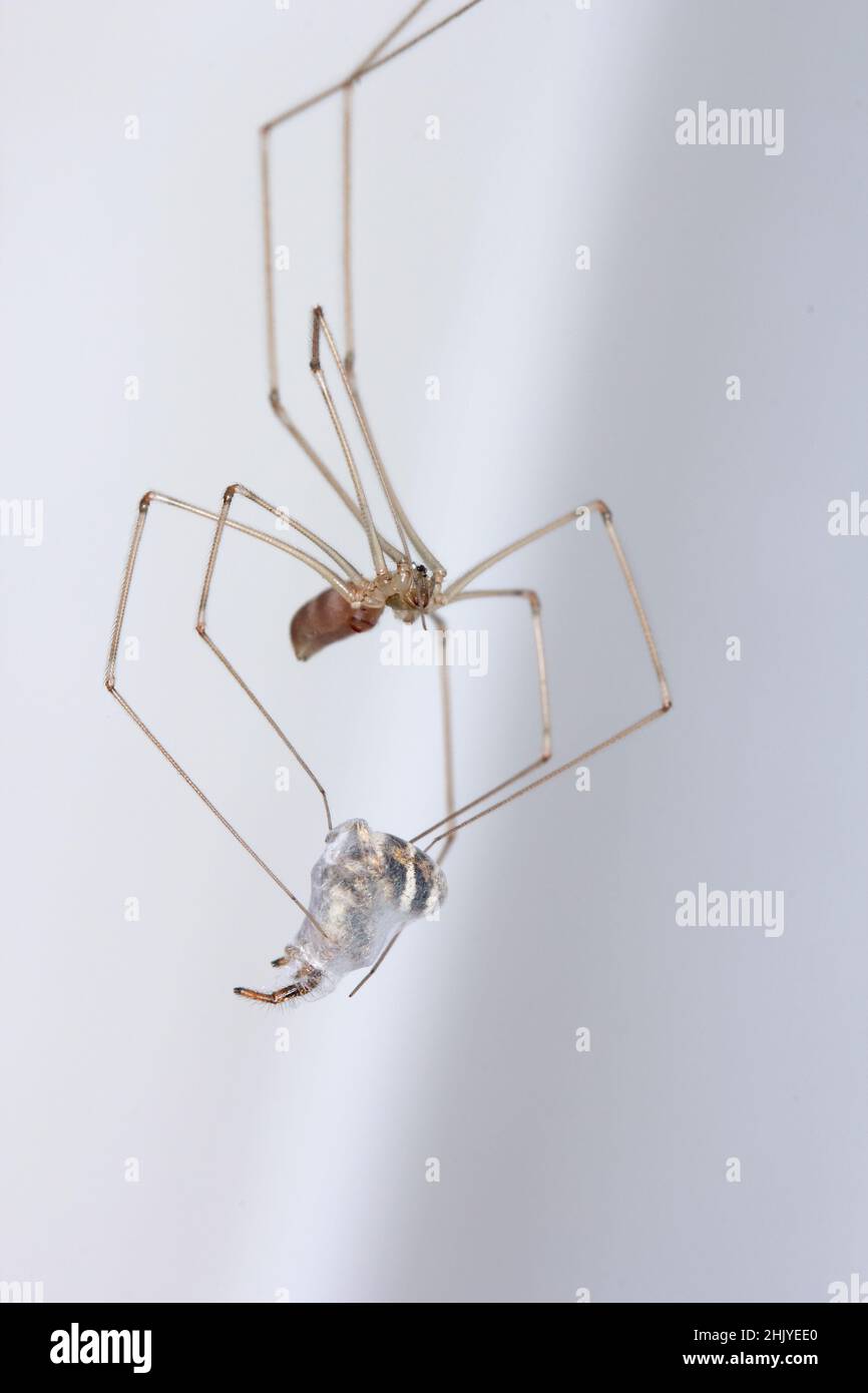Pholcus phalangioides, commonly known as daddy long-legs spider or long-bodied cellar spider at home. With a hunted other spider - jumping spider. Stock Photo