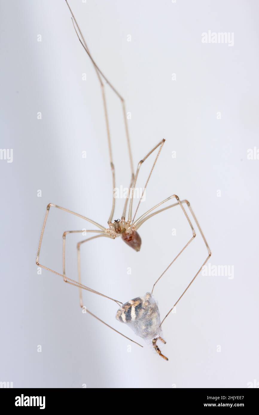 Pholcus phalangioides, commonly known as daddy long-legs spider or long-bodied cellar spider at home. With a hunted other spider - jumping spider. Stock Photo