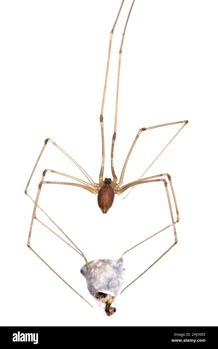 Pholcus phalangioides, commonly known as daddy long-legs spider or long-bodied cellar spider at home. With a hunted other spider - jumping spider. Stock Photo