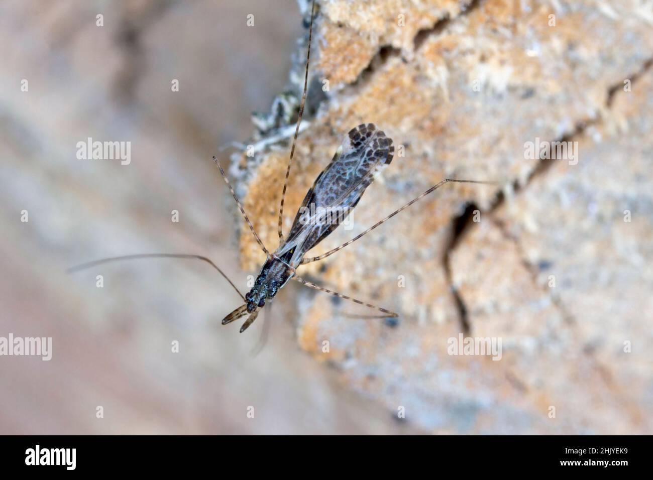 Common thread-legged assassin bug Empicoris culiciformis. Stock Photo