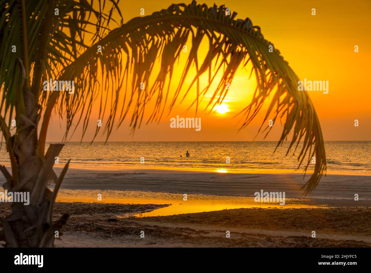 Palmenstrand, Isla Holbox, Quintana Roo, Mexiko Stock Photo