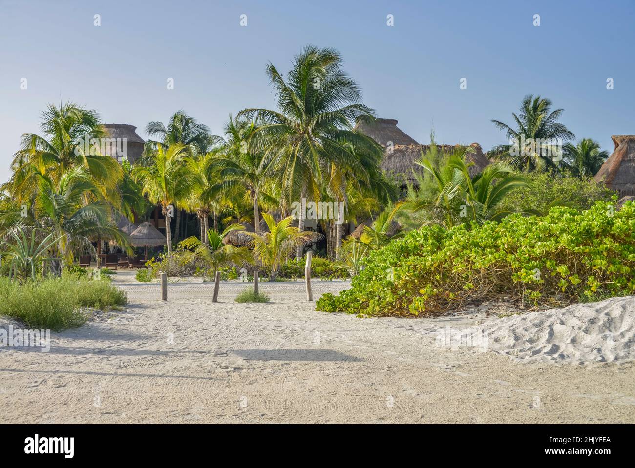 Palmenstrand, Isla Holbox, Quintana Roo, Mexiko Stock Photo
