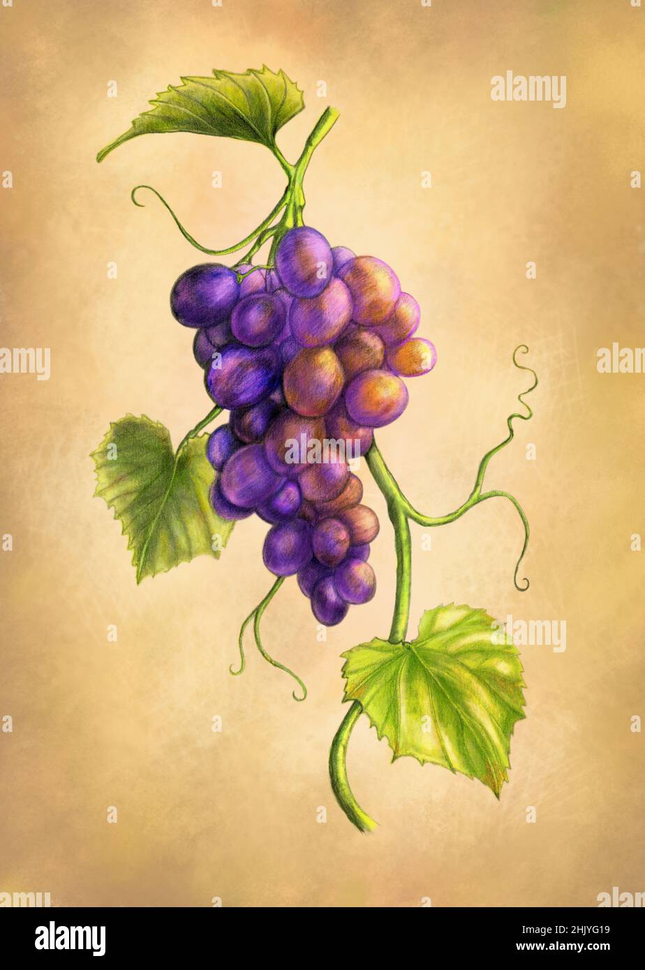 Page 3  Grape Vine Drawing Images  Free Download on Freepik