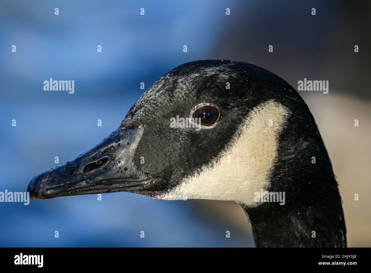 Canada Goose Profile Stock Photo