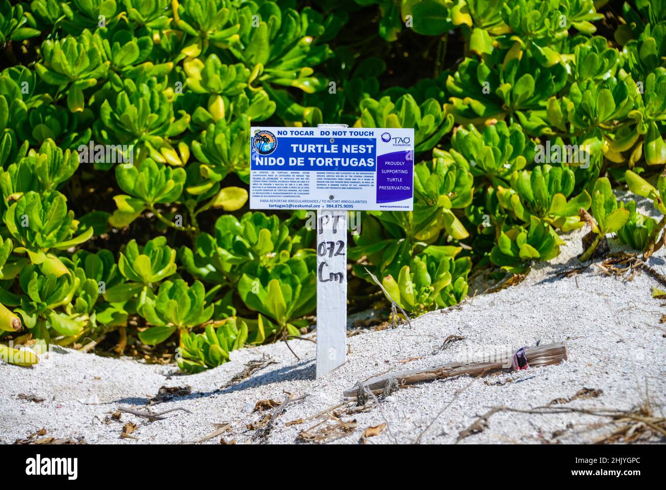 Schild, Nest Gelege Meeresschildkröten, Strand, Akumal, Quintana Roo, Mexiko Stock Photo
